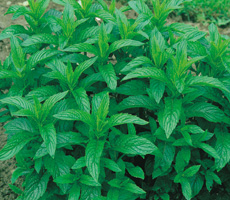 Mint is an extremely versatile herb which is very easy to grow, it is best grown in containers to control its vigorous growth