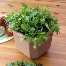 Randel Recommends - Sow salad leaves every 2-3 weeks to ensure you have a fresh supply throughout the season