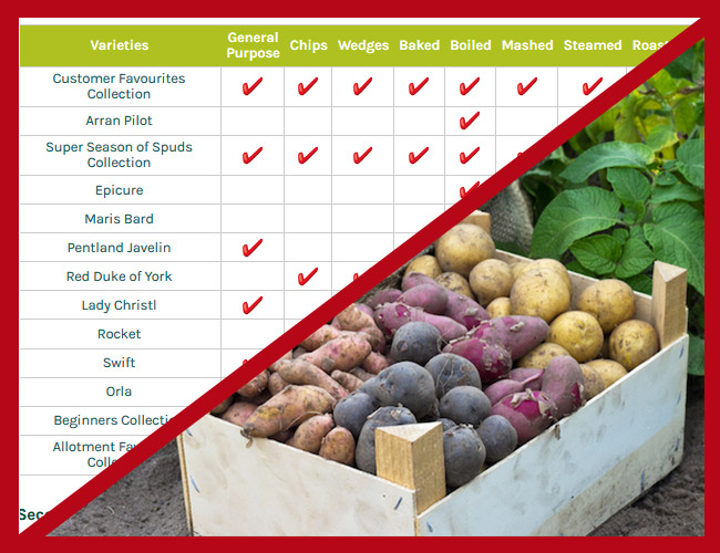 Potato Selector Guide