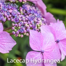 Lacecap Hydrangeas