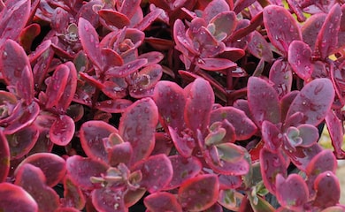 Closeup of dark red sedum plant