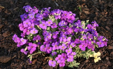 Group of purple aubrieta flowers