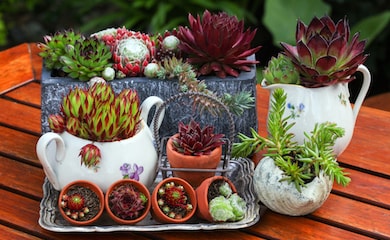 Group of sempervivum plants in a variety of plant pots