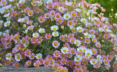 Pink and white erigeron flowers