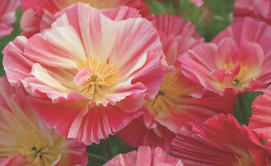 Californian Poppy 'Rose Chiffon' from Thompson & Morgan