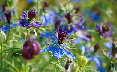 Purple and blue nigella damascena