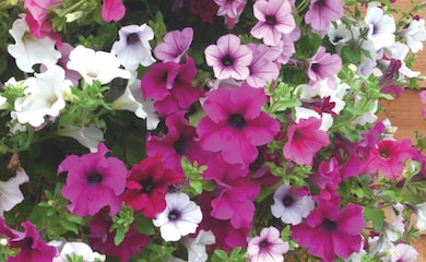 Petunia 'Surfinia' Collection from Thompson & Morgan