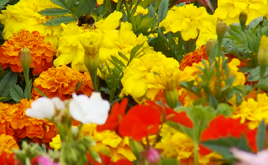 Yellow and red annual flowers