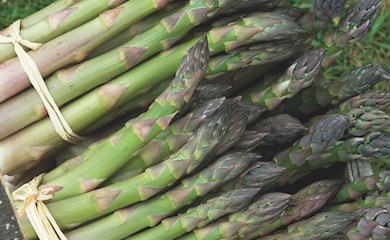 Asparagus spears tied together with string