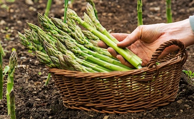 Harvested asparagus spears in wicker basket