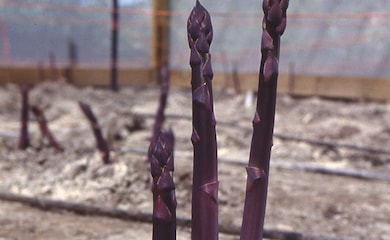 Three asparagus spears growing in ground