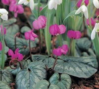 Thompson-morgan (bulbs)