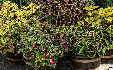 Coleus Freaky Leaves Collection from Thompson & Morgan