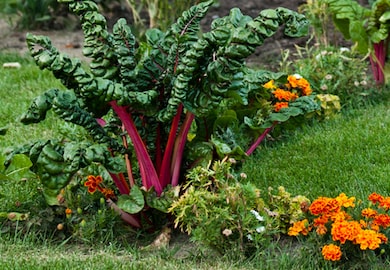 Vegetable garden with chard and flowers 