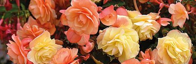 Дуэт New Begonia 'Fragrant Falls' от Thompson & Morgan