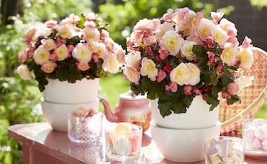 begonia glory bicolour