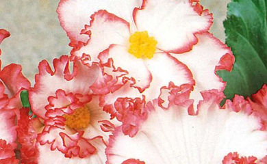 A close up of begonia 'Crispa Marginata' flowers.