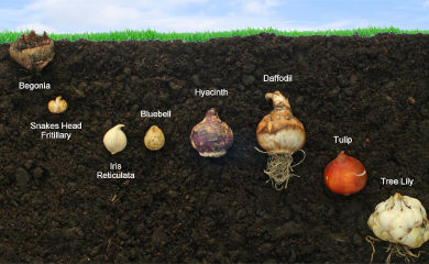 A cross-section of earth, showing the planting depth of different corms and bulbs.
