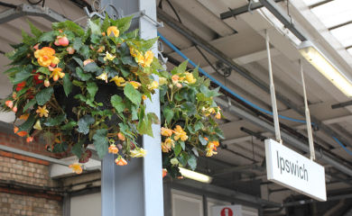 Begonias in hanging baskets at Ipswich railway station.