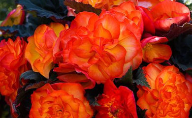 Begonia 'Non-Stop Fire' blooms.