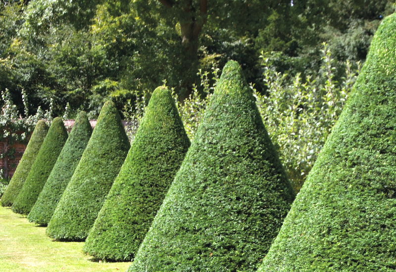  English Yew hedging from Thompson & Morgan