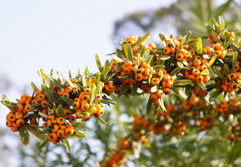 Sea Buckthorn hedging from Thompson & Morgan