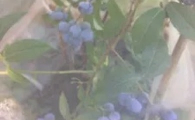 Blueberries through mesh