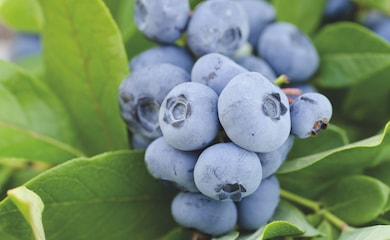 Blueberry against green foliage