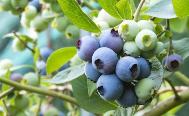 Ripe and unripe blueberries