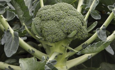 Broccoli âMonclanoâ F1 Hybrid (Calabrese) from Thompson & Morgan