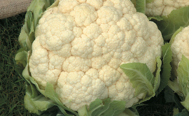 Cauliflower âAalsmeerâ from Thompson & Morgan
