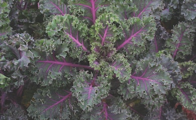 Purple veined kale leaves