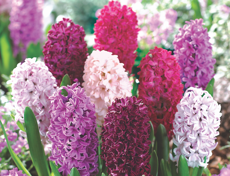 Hyacinth 'Berries and Cream Mixture' from Thompson & Morgan