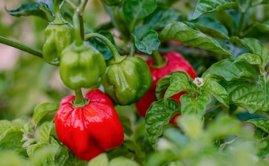 Chilli Pepper Scotch Bonnet 'Animo Red' from T&M