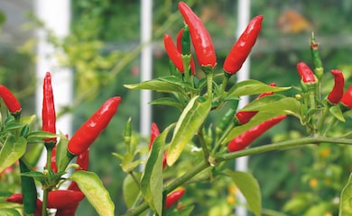 Chilli Pepper 'Tabasco' (Very Hot) from T&M