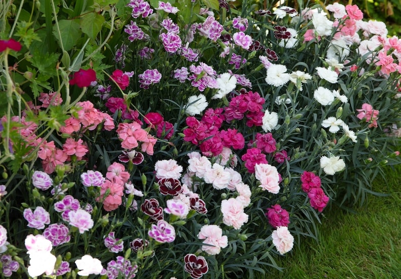 Pink shades of dianthus flowers