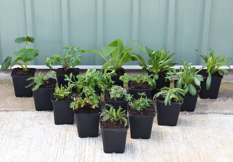 Young perennials in pots organised on floor