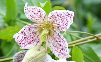 Clematis with purple speckles