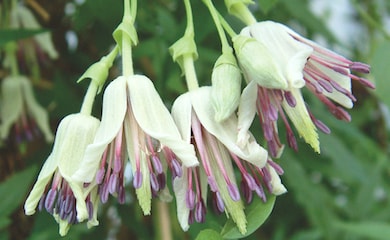 Four clematis flowers with purple stamen