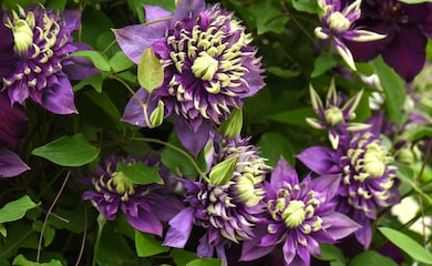 Purple and green clematis