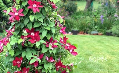 Red clematis climbing vertically