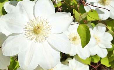 White clematis with green foliage