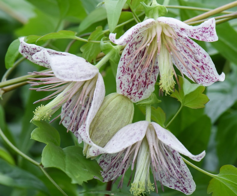 Clematis 'Advent Bells' from Thompson & Morgan