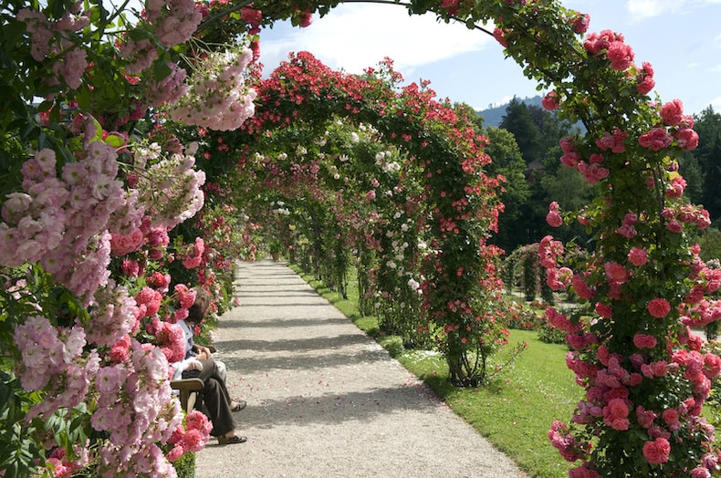 rose covered arches climbing plants