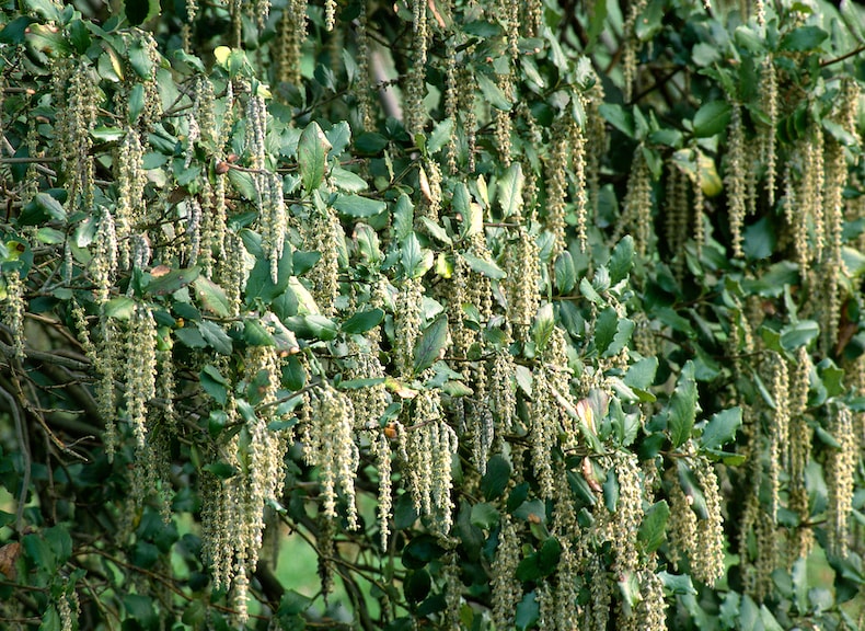 Garrya elliptica from Thompson & Morgan