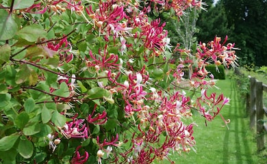 Pink honeysuckle flowers