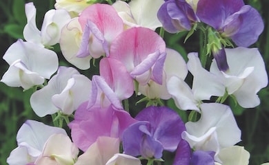 Sweet Pea 'Scent Infusion' from Thompson & Morgan
