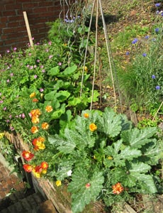 Plant flowers amongst your crops to attract pollinating insects