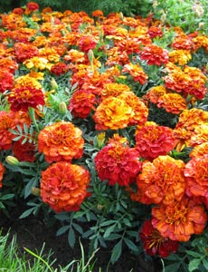 The pungent smell of French marigolds deters whitefly from your tomato plants