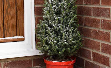 Potted Christmas Tree - Picea Perfecta from T&M